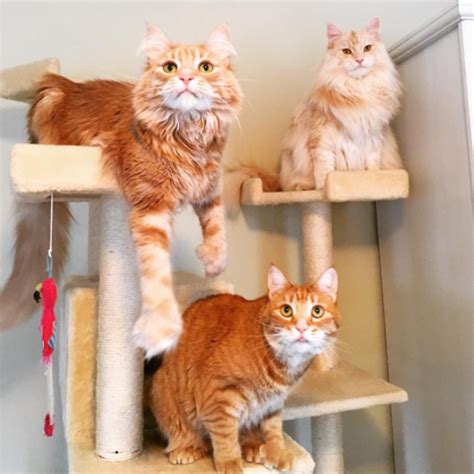 These Three Ginger Tabbies Share Their Hilarious Antics And