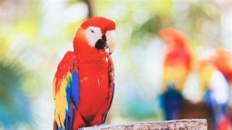 Download Wallpaper 1920x1080 Macaw Parrot Bird Full Hd Hdtv Fhd