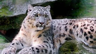 Leopard Wild Snow Eyes Nature 2k Animals