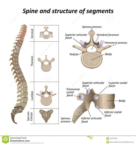 Create object hierarchies with backbone models; Medical Diagram Of A Human Spine With The Name And Description Of All Sections And Segments Of ...