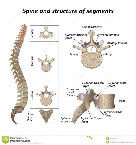 Each of the four corners where there isn't. Medical Diagram Of A Human Spine With The Name And ...