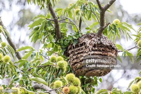 Bee Hives In Trees Photos And Premium High Res Pictures Getty Images