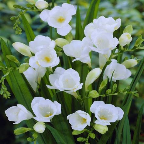 Freesia Hybride Floraison Simple Blanche X 20 Achats Avantageux Sur Jardinpourvo