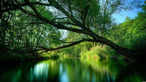 Forest Lake Wallpapers 4k Hd Forest Lake Backgrounds On Wallpaperbat