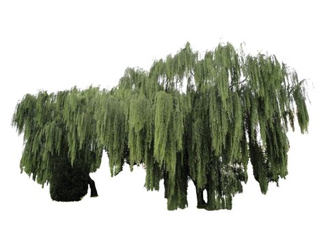 Weeping Willow Plant Cut Out By Simbores On Deviantart