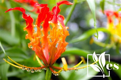 10 Flowers That Look Like Flames Gorgeous Looking Blooms Evergreen Seeds
