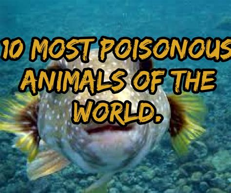 10 Most Poisonous Animals Of The Earth