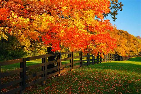Fall Series 5 Best Trees For Fall Color Preen