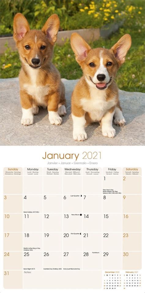 Corgi 2021 Wall Calendar By Avonside Publishing 9781785808654