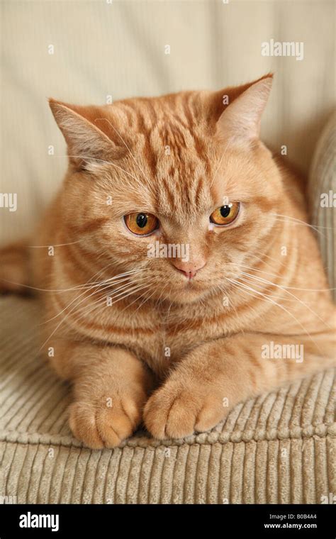 Ginger British Shorthair Cat Stock Photo Alamy