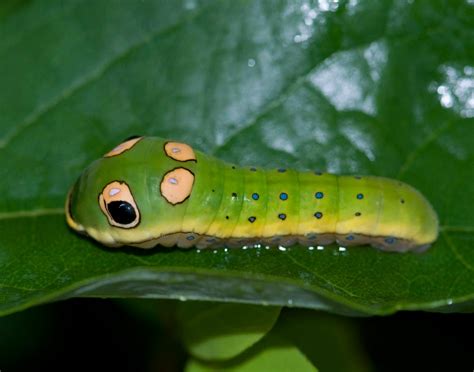 In this edition, you follow a classroom of students observing a caterpillar as it metamorphosis into a butterfly. Nature Reporters: 2010-08-15