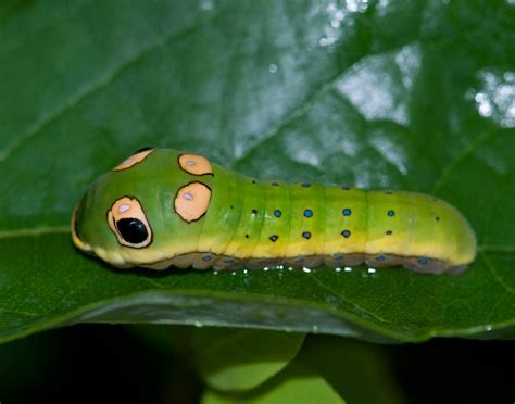 Black and brown fuzzy caterpillars are not poisonous. Non-religious evidence of existence of God - Debating ...