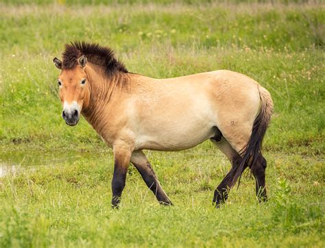 They are vigorous and energetic. Przewalski's Horse - Fossil Rim Wildlife Center