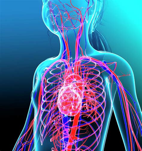 Human Cardiovascular System Photograph By Pixologicstudioscience Photo
