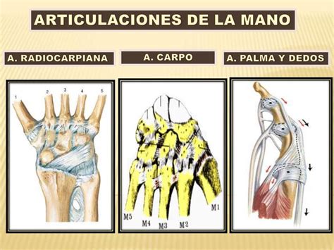 Articulaciones De La Mano Antomia Anatomía Mano Udocz