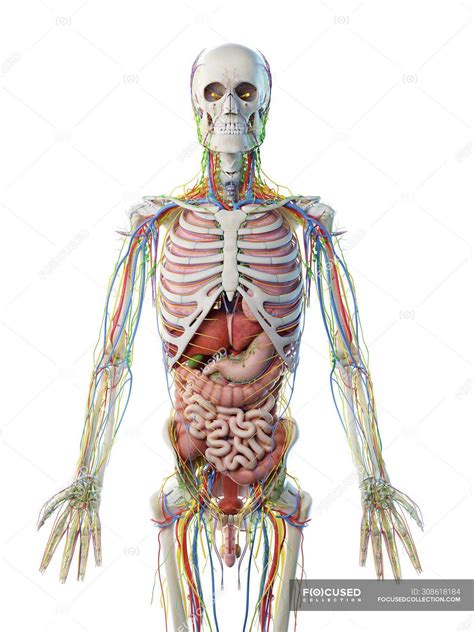 Most critical organs are housed within the torso. Upper Torso Anatomy / Upper Torso Anatomy Medical ...