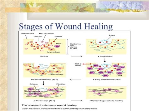 Healing Process Cat Wound Healing Stages