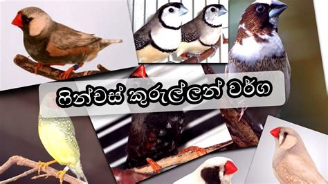 ෆනචස කරලලන වරග Finches Varieties in Sri Lanka YouTube
