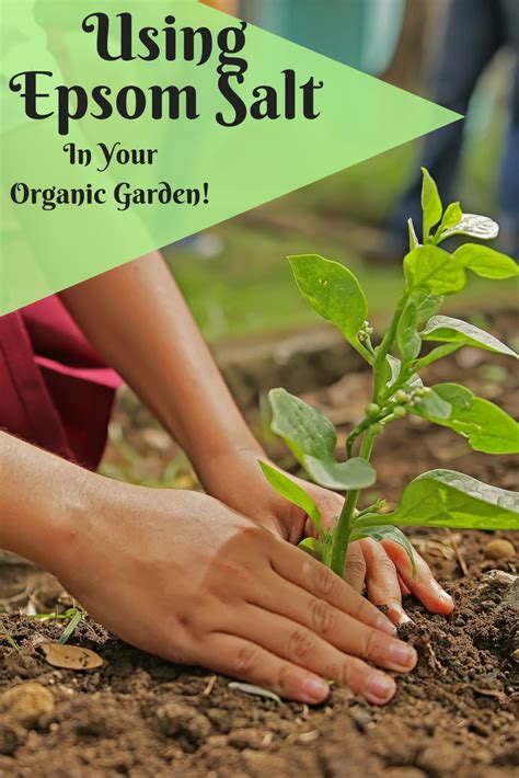 How To Use Epsom Salt In Your Organic Garden Organic Insecticide Organic Fertilizer Organic