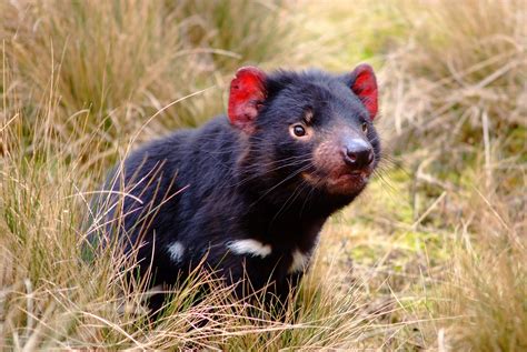 Fun Facts über Tasmanische Teufel Tourism Australia
