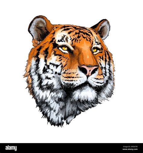 Imagen Imagen Dibujos De Tigres Realistas Thptletrongtan Edu Vn