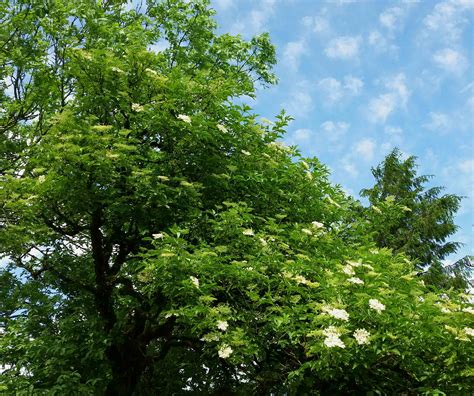 Elder Tree Greenside Up