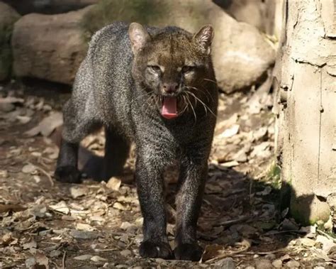 Jaguarundi Facts Diet Habitat And Pictures On Animaliabio