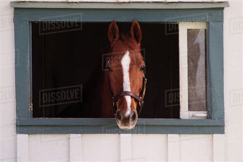 Thoroughbred Race Horse Looking Out Of Window In Horse Barn Kentucky