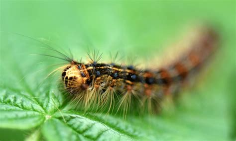 Do All Caterpillars Turn Into Butterflies Truth Revealed Pests Banned