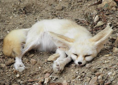 How much does it cost to build an app? Fennec Fox | A Desert Fox at Friguia Wildlife Park ...