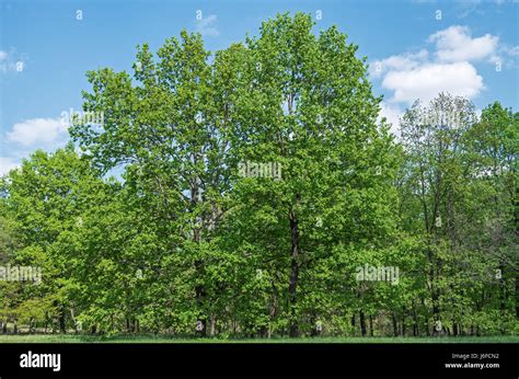 Deciduous Trees Growing On The Forest Edges On A Background Of Blue Sky