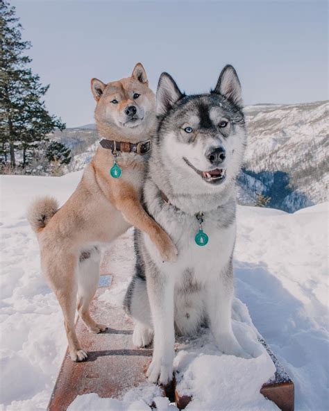 Meet Snow Dogs Cricket And Facts — Ruff Rescue Gear