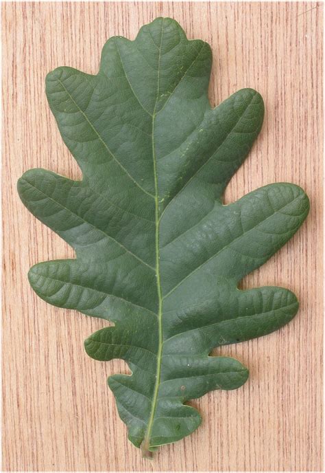 Quercus Robur Roble Común El Mundo Y Sus Plantas