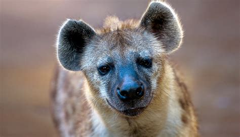 Spotted Hyena San Diego Zoo Wildlife Explorers