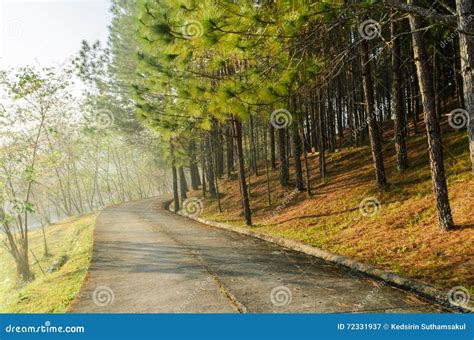 Landscape Of Pine Trees Forest Stock Image Image Of Nature Light