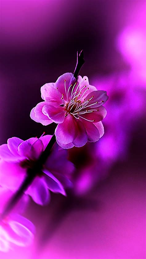 Flowers Violet Wallpaper For Iphone 11 Pro Max X 8 7