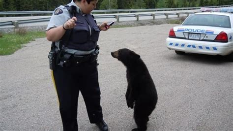 Terra Nova Bear Cub Put Down Cbc News