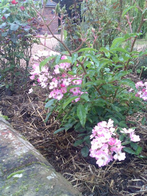 Also called a cistena cherry. life between the flowers : Ballerina, pink & white shrub ...