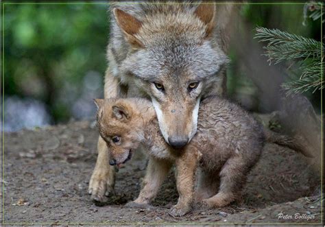 White Wolf 15 Adorable Photos Of Mother Animals Carrying Their Young