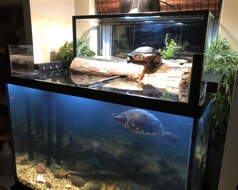 Turtle Tub Turtle Aquarium Turtle Pond Aquarium Fish Aquatic Turtle