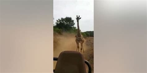 Angry Giraffe Charges At Truck Of Tourists On Safari Video Shows A
