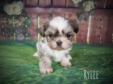 Bred solely to be companions, shih tzus are affectionate, happy. Shih Tzu Female Puppy for Sale in Virginia - Rylee