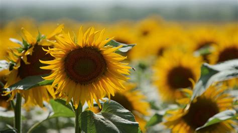 Beautiful Yellow Sunflower Flowers Blooming In A Field On Sunny Day