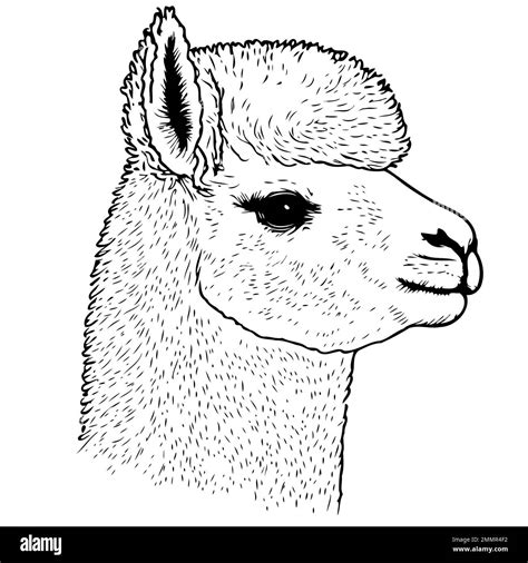 Vector illustration of camelid animal head called alpaca Stock Vector