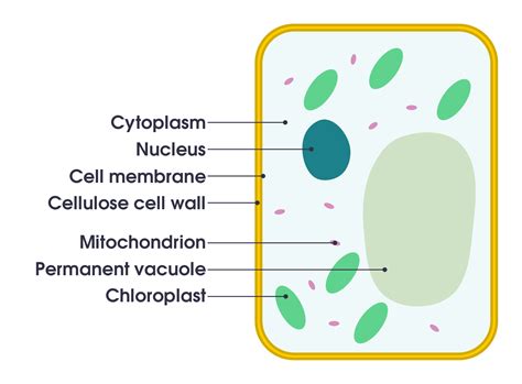 The Structure Of An Animal Cell Labeled In Green And Blue With Labels