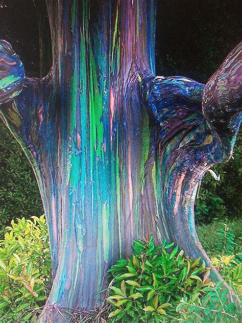 Rainbow Eucalyptus Trees With Videos Rainbow Eucalyptus Tree Rainbow