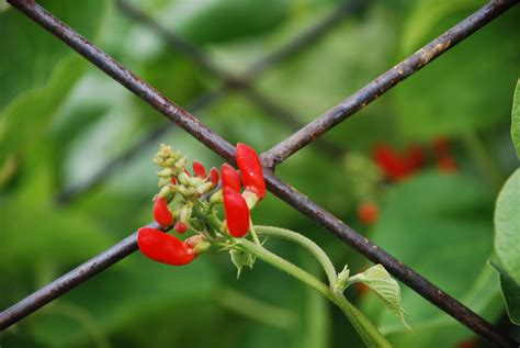 Scarlet Runner Bean Is A Really Pretty Heirloom Beanthe Vine Produces