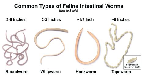 17 Major Difference Between Roundworm And Tapeworm With Table Core