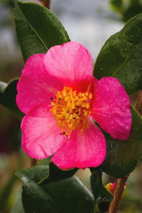 Buy Winters Star Cold Hardy Camellia Free Shipping For Sale From