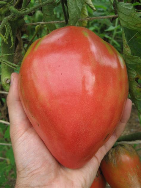 Upstate Oxheart Tomato Seeds Hudson Valley Seed Company